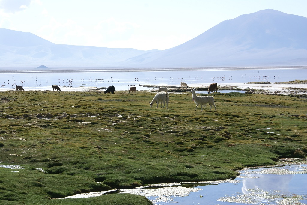 laguna del huasco 5.JPG